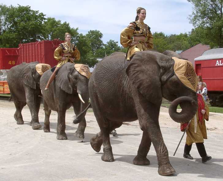 Elephants Parade