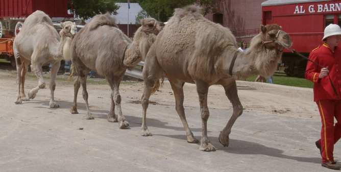 Camel Parade