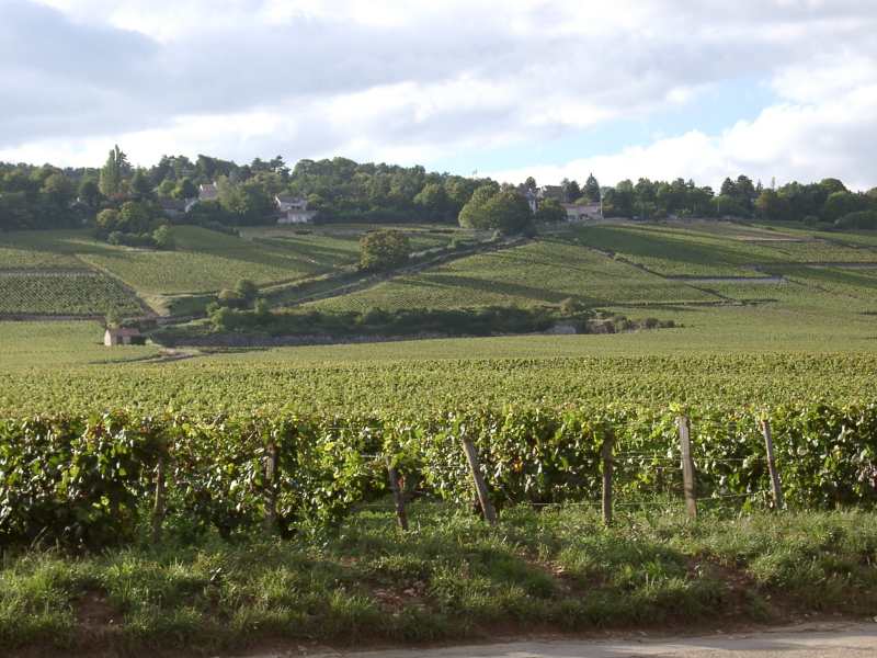 Vineyards